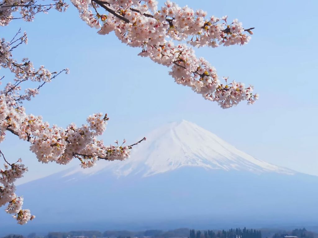 Cherry Blossom Festival in Japan: When and Where Go