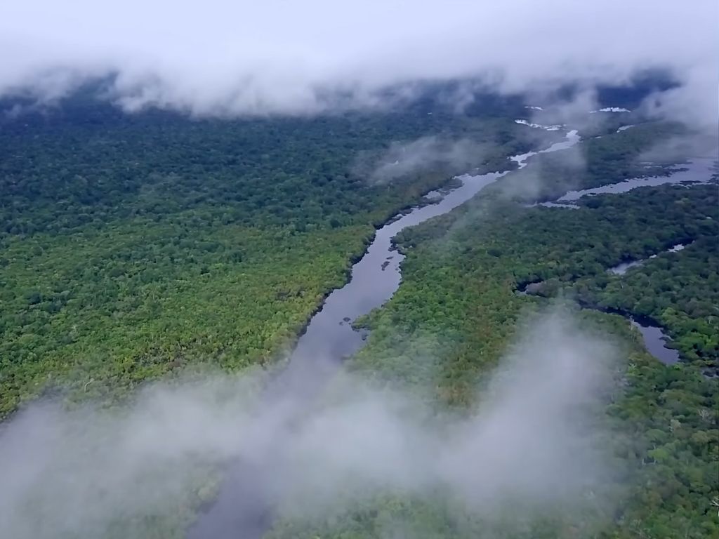 amazon rainforest peru