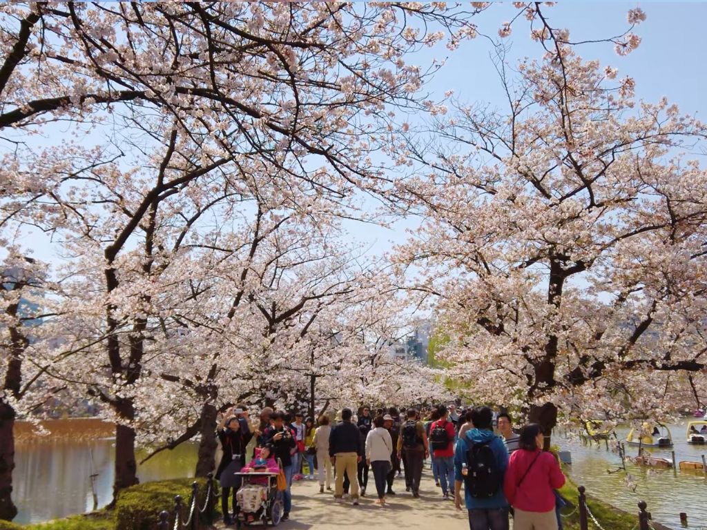 cherry blossom festival japan