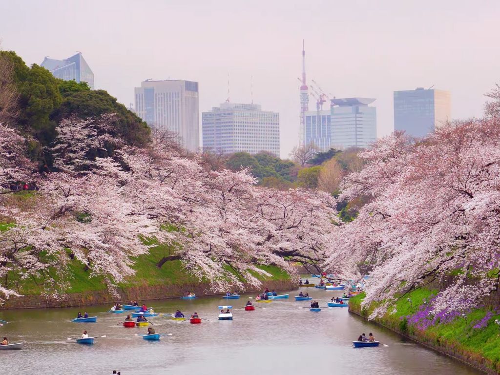 cherry blossom festival japan