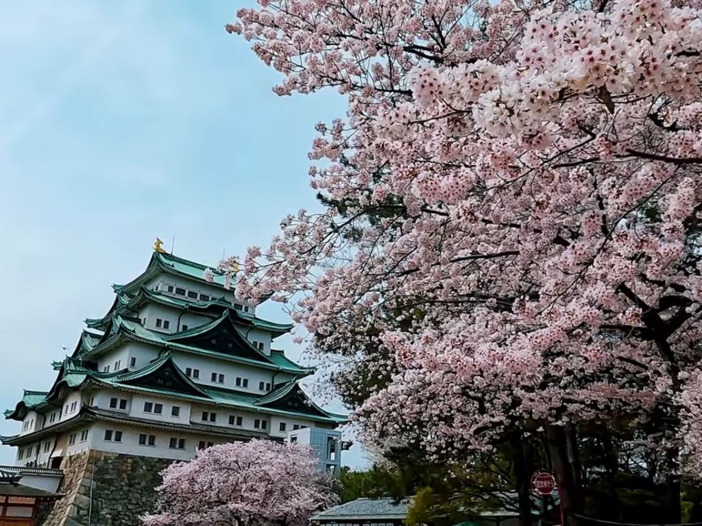 cherry blossom festival nagoya