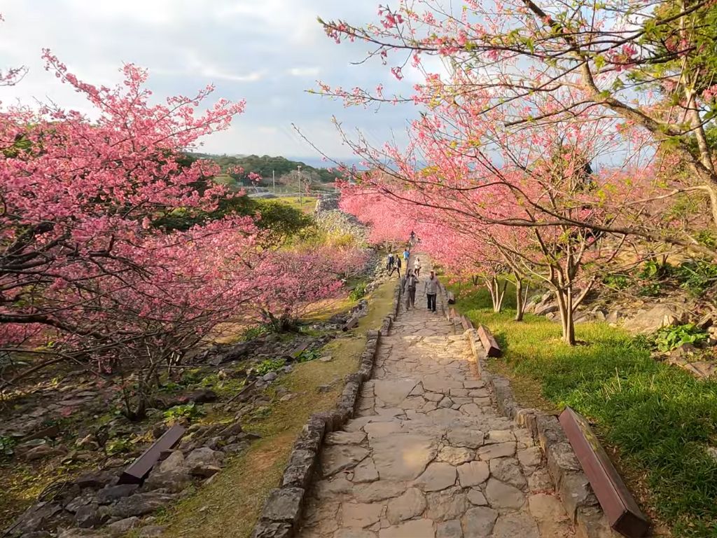 cherry blossom festival okinawa