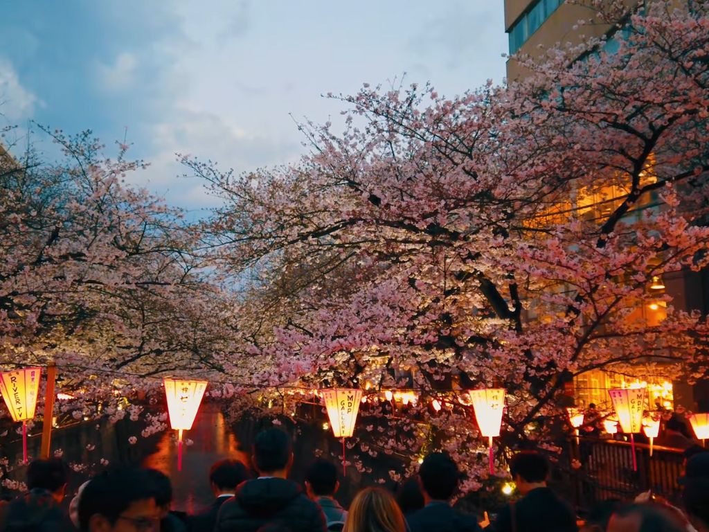 cherry blossom festival tokyo