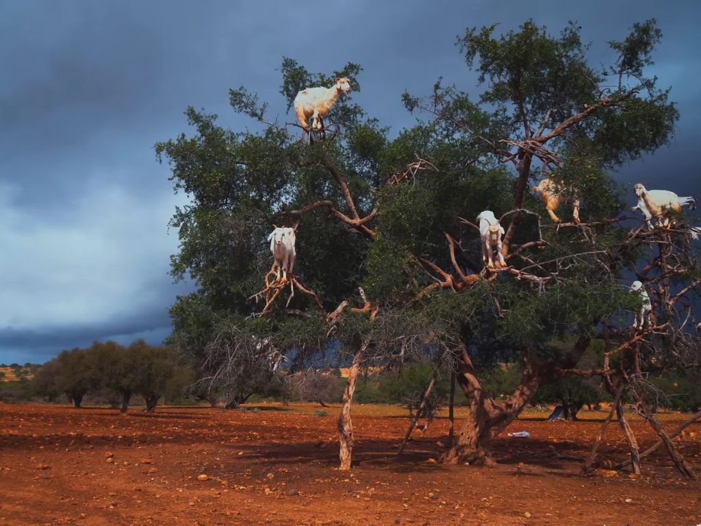 goats on tree morocco