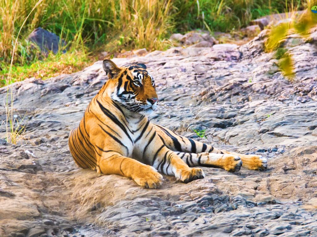 Indian tiger